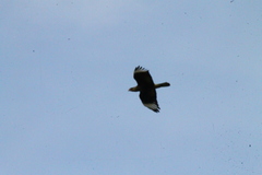 Caracara plancus