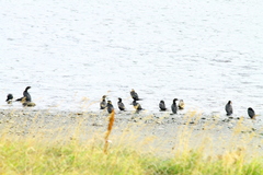 Nannopterum brasilianum