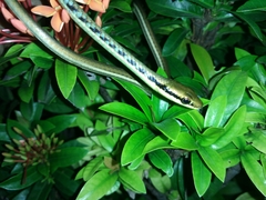 Dendrelaphis pictus
