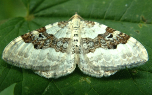 Silver-ground Carpet