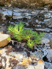 Artemisia morrisonensis
