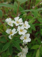 Spiraea cantoniensis