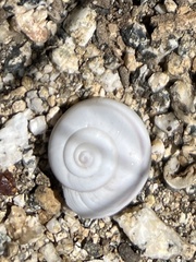 Cahuillus indioensis