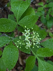 Ptelea trifoliata mollis