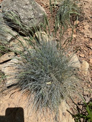 Festuca glauca