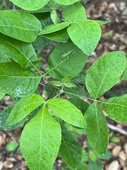 Ptelea trifoliata mollis