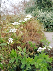 Spiraea cantoniensis