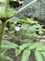 Leptosia