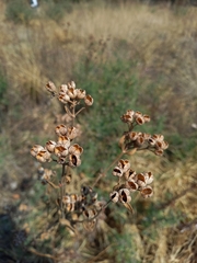 Bouvardia ternifolia