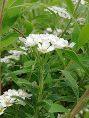 Spiraea cantoniensis