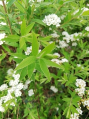 Spiraea cantoniensis