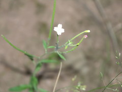 Epilobium lanceolatum