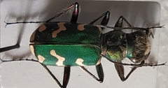 Cicindela soluta