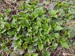 Lamium album
