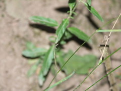 Epilobium lanceolatum