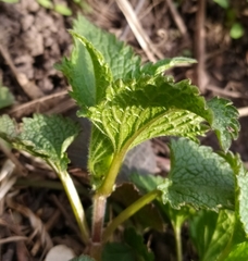 Lamium album