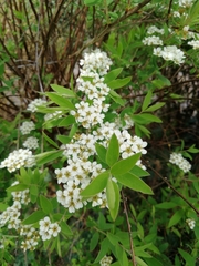 Spiraea cantoniensis