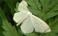 Scopula floslactata