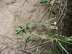 Epilobium lanceolatum