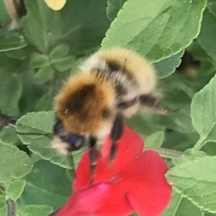 Bombus pascuorum