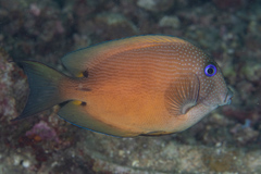 Ctenochaetus binotatus