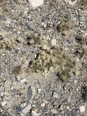 Dasyochloa