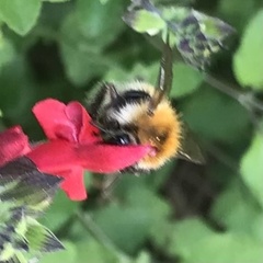 Bombus pascuorum