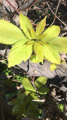 Acer negundo