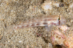 Gnatholepis cauerensis