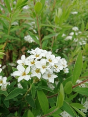 Spiraea cantoniensis