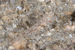 Fusigobius neophytus