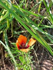 Papaver argemone