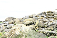 Cinclodes patagonicus