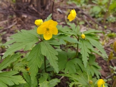 Anemonoides ranunculoides