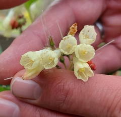 Symphytum grandiflorum