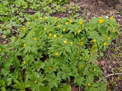 Anemonoides ranunculoides