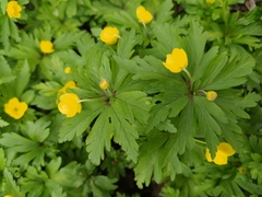 Anemonoides ranunculoides
