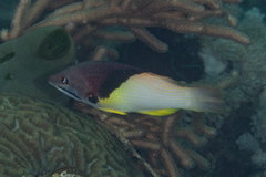 Bodianus mesothorax