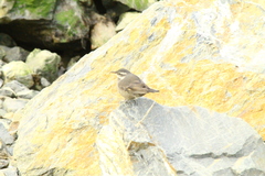 Cinclodes patagonicus