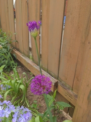 Allium