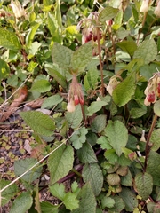 Symphytum grandiflorum