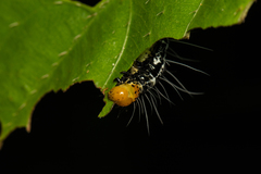 Exsula dentatrix albomaculata