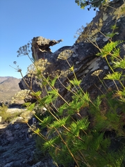Notobubon tenuifolium