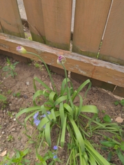 Allium