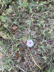 Convolvulus equitans