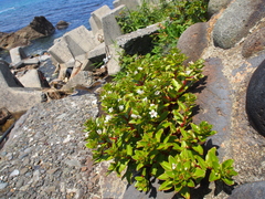 Lysimachia mauritiana