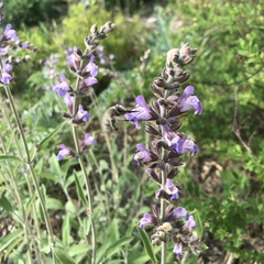 Salvia officinalis