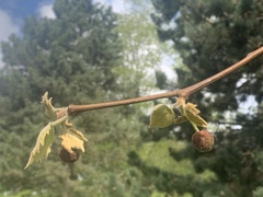 Platanus occidentalis