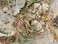 Anthyllis vulneraria maura