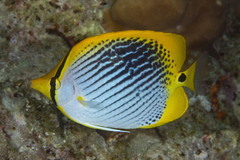 Chaetodon ocellicaudus